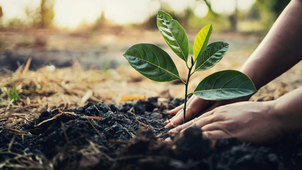 Hands planting a young tree seedling